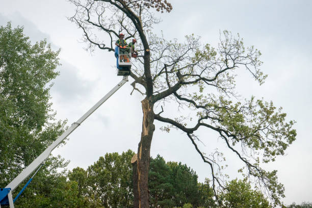 Best Tree Branch Trimming  in Granite Falls, NC